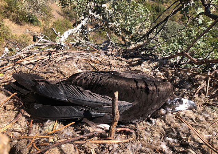 Foto ENDESA COLABORA EN EL ESTUDIO DE CONSERVACIÓN DEL BUITRE NEGRO EN EL PARQUE NATURAL DO TEJO INTERNACIONAL EN PORTUGAL DENTRO DE SU PLAN DE CONSERVACIÓN DE LA BIODIVERSIDAD.